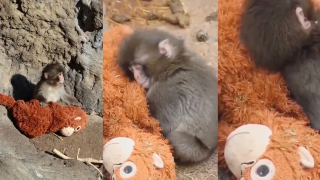 The Baby Orangutan that Achieved the Unthinkable