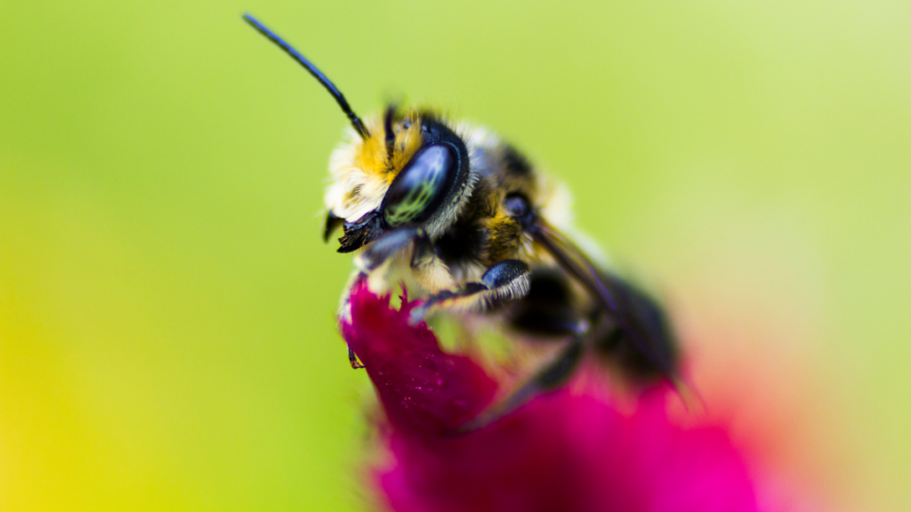 Small Goes Viral: The Rise of Macro Photography