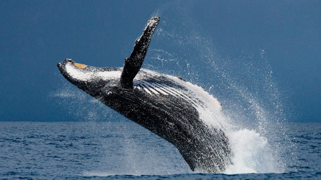 When Money Saves Lives: The Story of the Humpback Whale Rescued in Germany