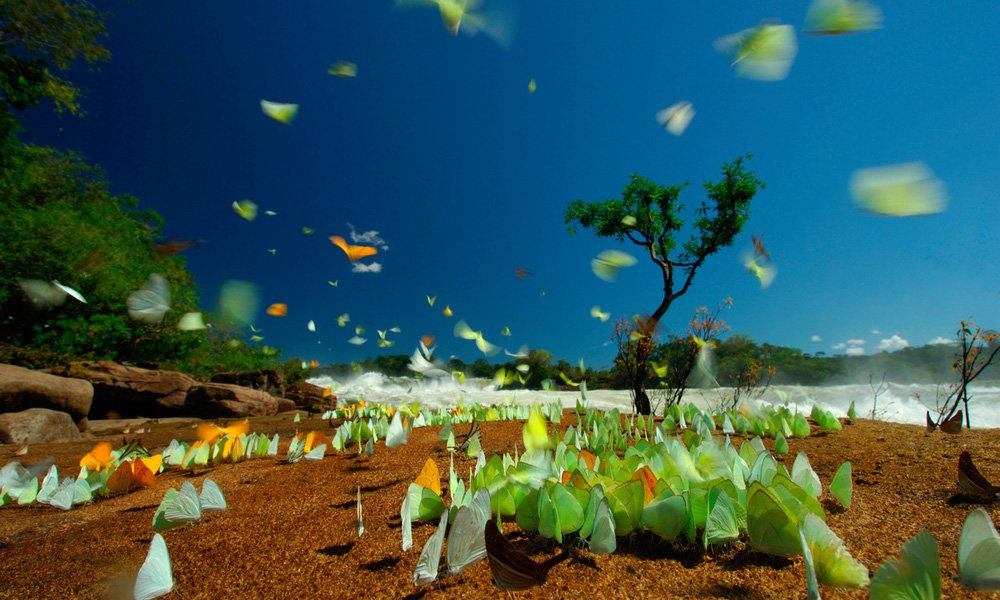 The Amazon connection: Why nature is climate’s ally at Cop30 The Amazon connection: Why nature is climate’s ally at Cop30