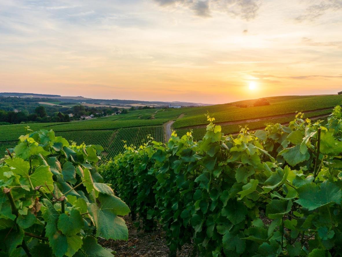 Pokolbin, Victoria, Australia (viñedos de Hunter Valley)