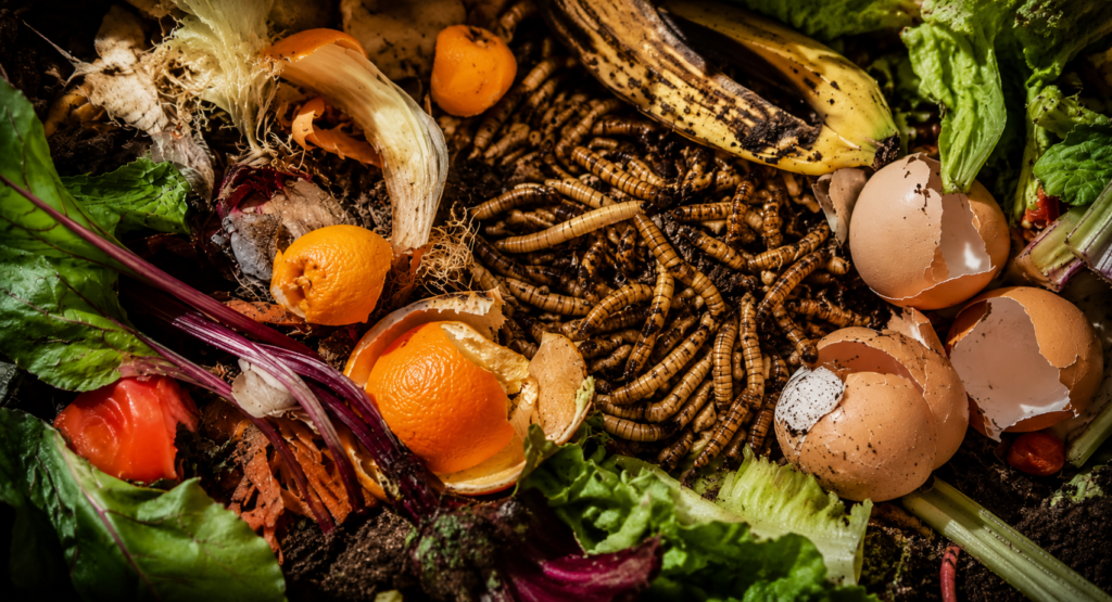 Una nueva fuente sustentable de alimento para el mundo